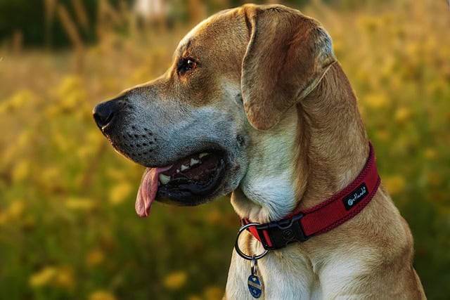 How tight should a flea collar be on a dog How tight should a flea collar be on a dog