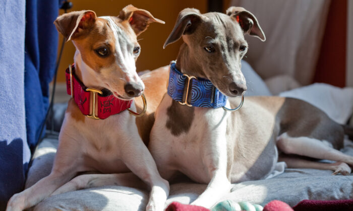 How tight should a martingale collar be How tight should a martingale collar be