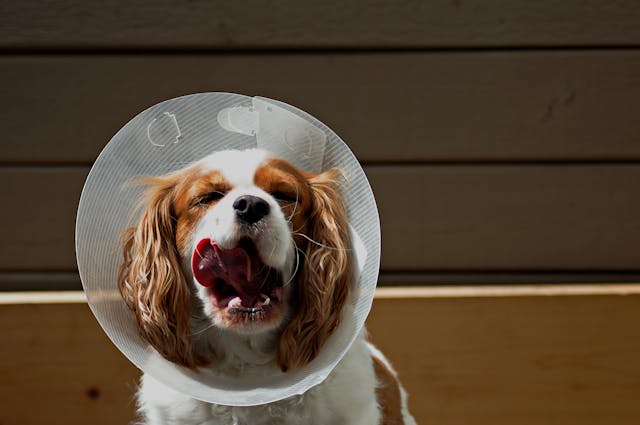 How tight should dog cone be How tight should dog cone be