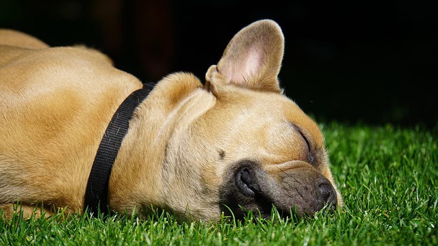 dog tight collar dog tight collar