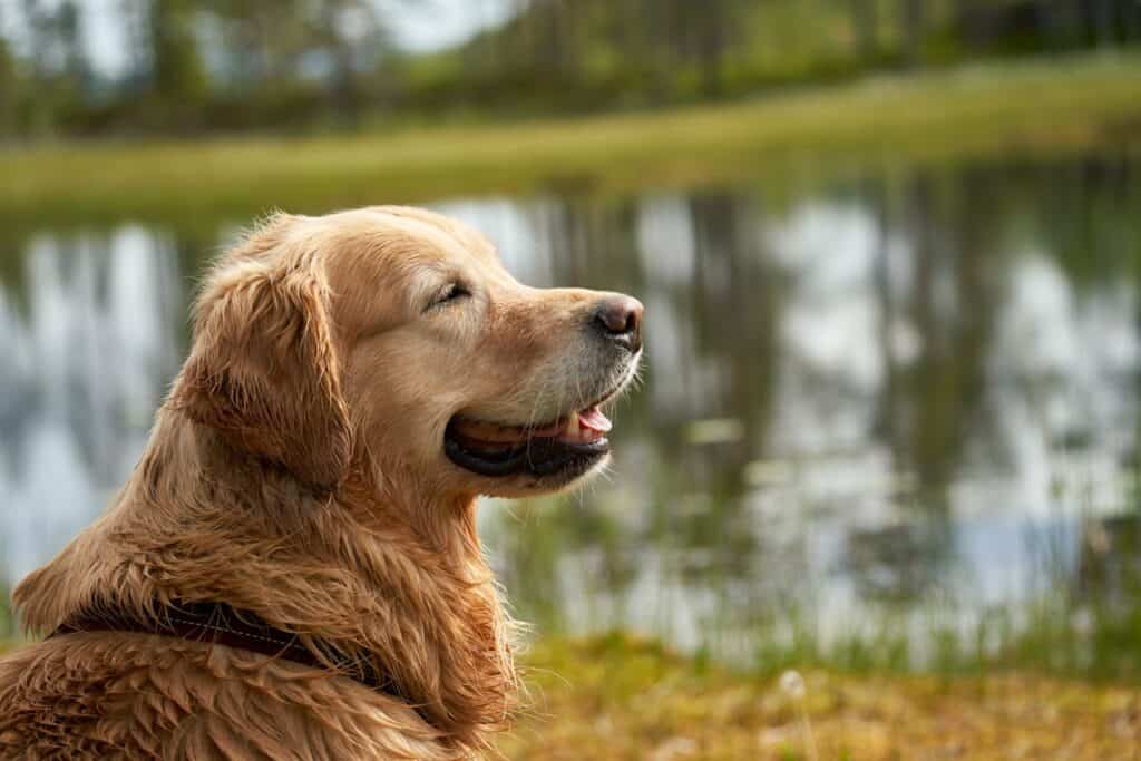 Dog collar for retrievers, outdoor, nature, water-resistant, comfortable, adjustable size.