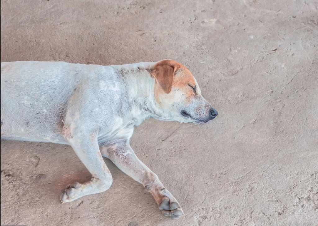 Comfortable dog collar for small and medium breeds. Perfect for daily walks and outdoor adventures.