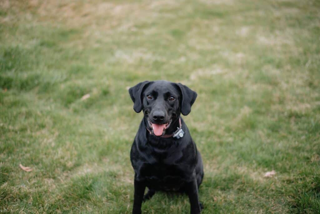 Black dog collar on a playful Labrador outdoors.
