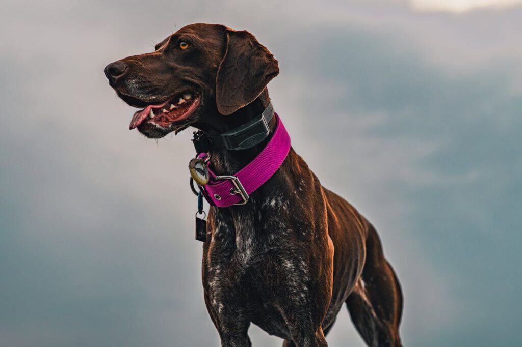 what are dog shock collars used for