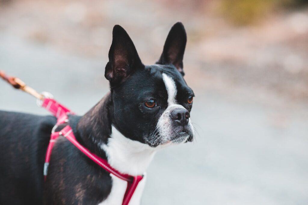 Close-up of Boston Terrier dog wearing stylish red harness collar outdoors.